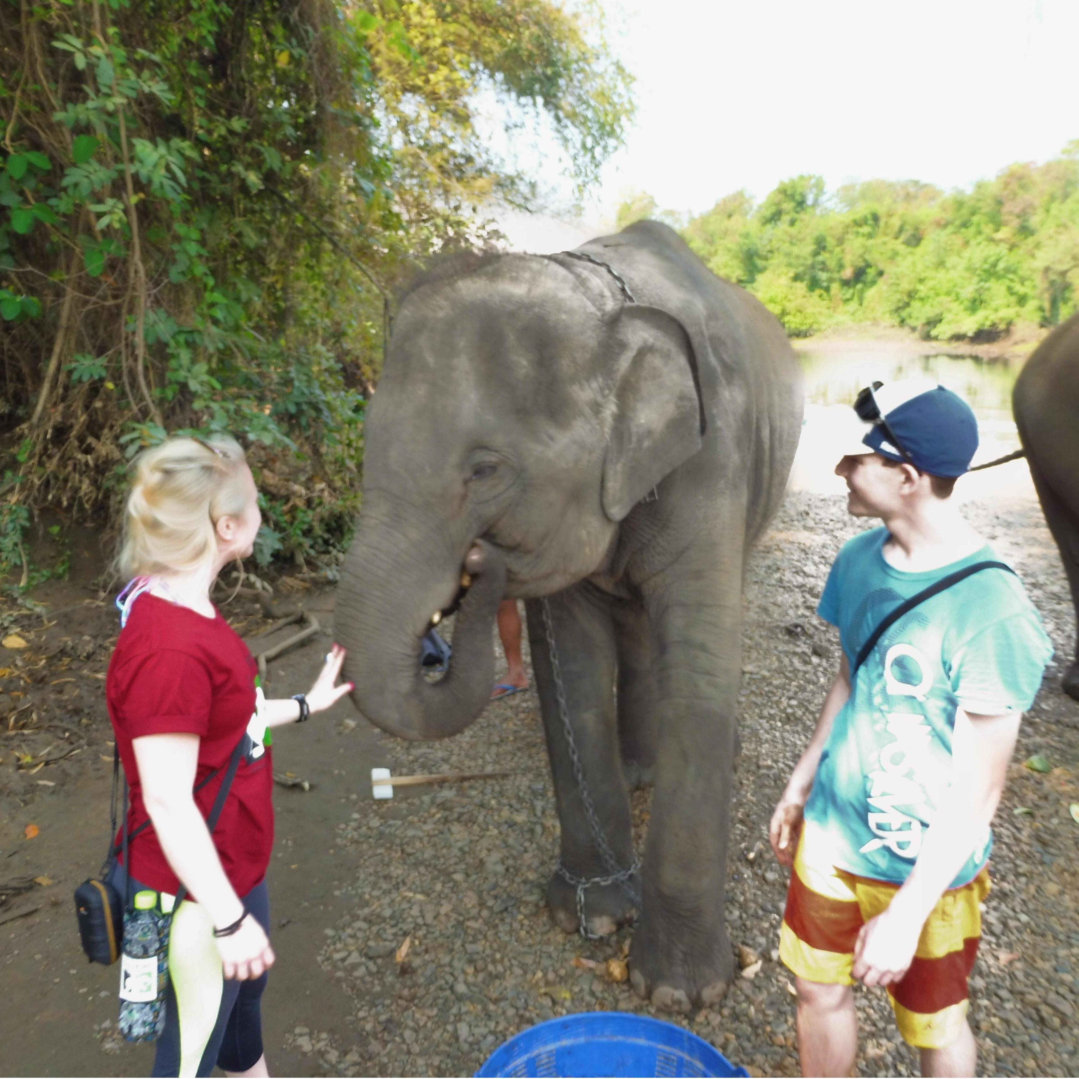 Elephant World, the incredible elephant sanctuary we volunteered at in Thailand
