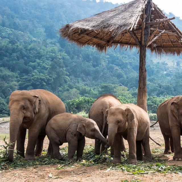 Elephant Sanctuary Visit for 2 on Honeymoon