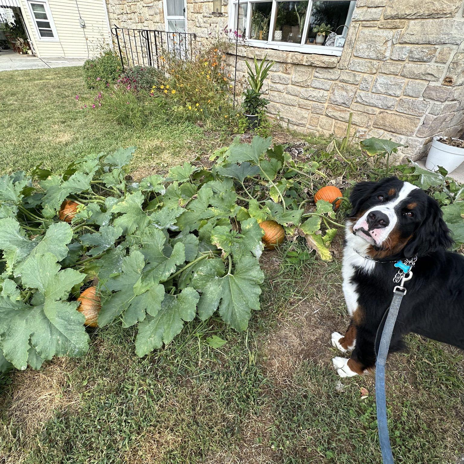Chewie + pumpkin patch that appeared in our front yard one fall