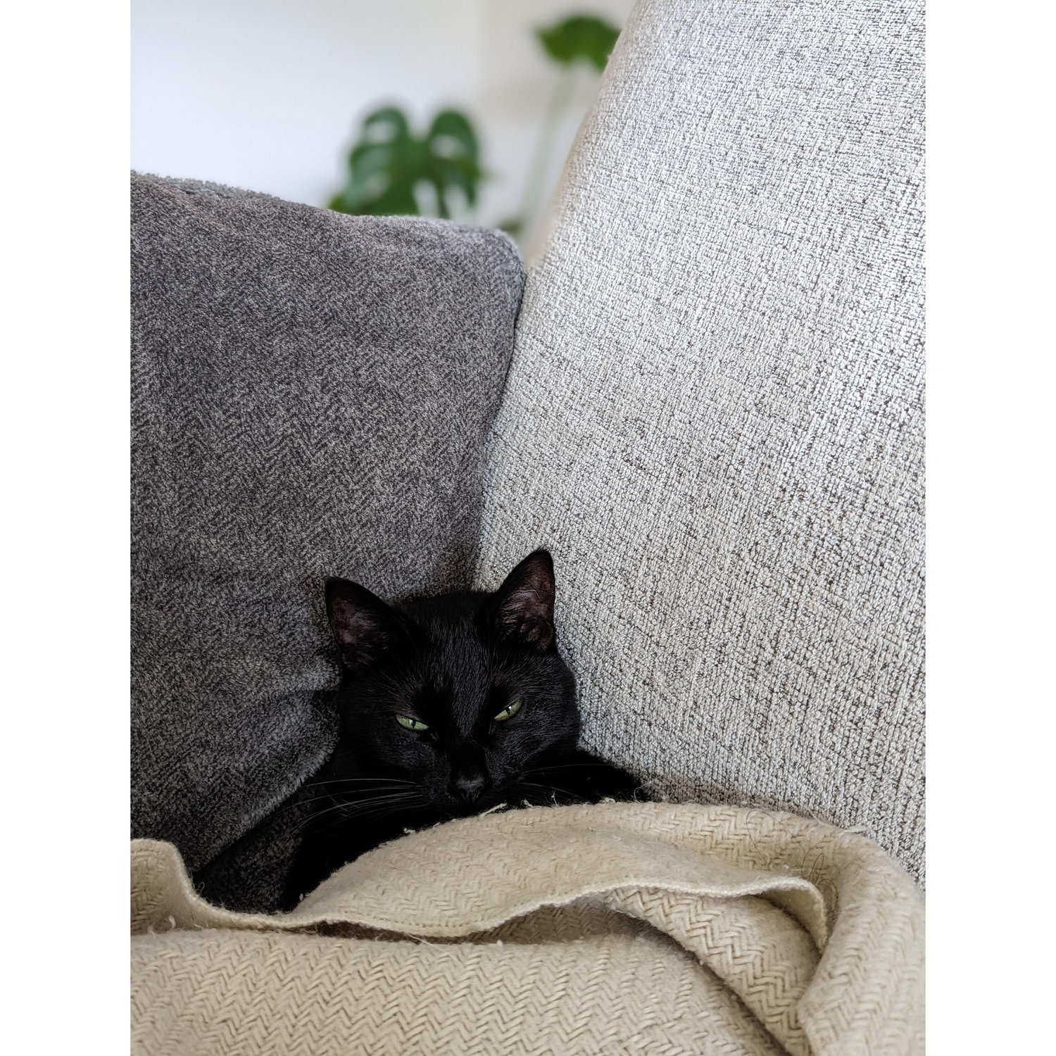 our youngest baby, JiJi