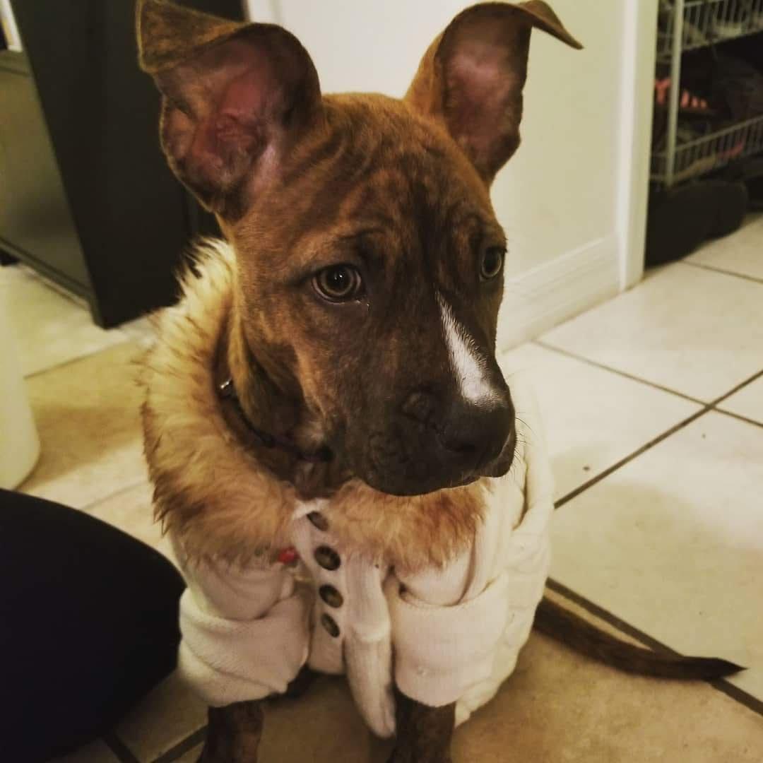 Yeah, this is just a cute picture of my granddog.