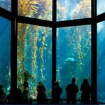 Monterey Bay Aquarium