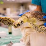 Georgia Sea Turtle Center
