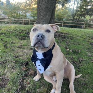 Franklin's Pet Toy Fund