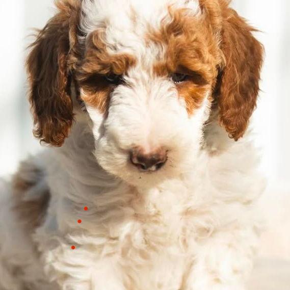 Convincing Kyle we also needed (the) Jet! (New Years Day 2025)