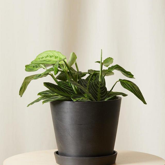 Neon Prayer Plant