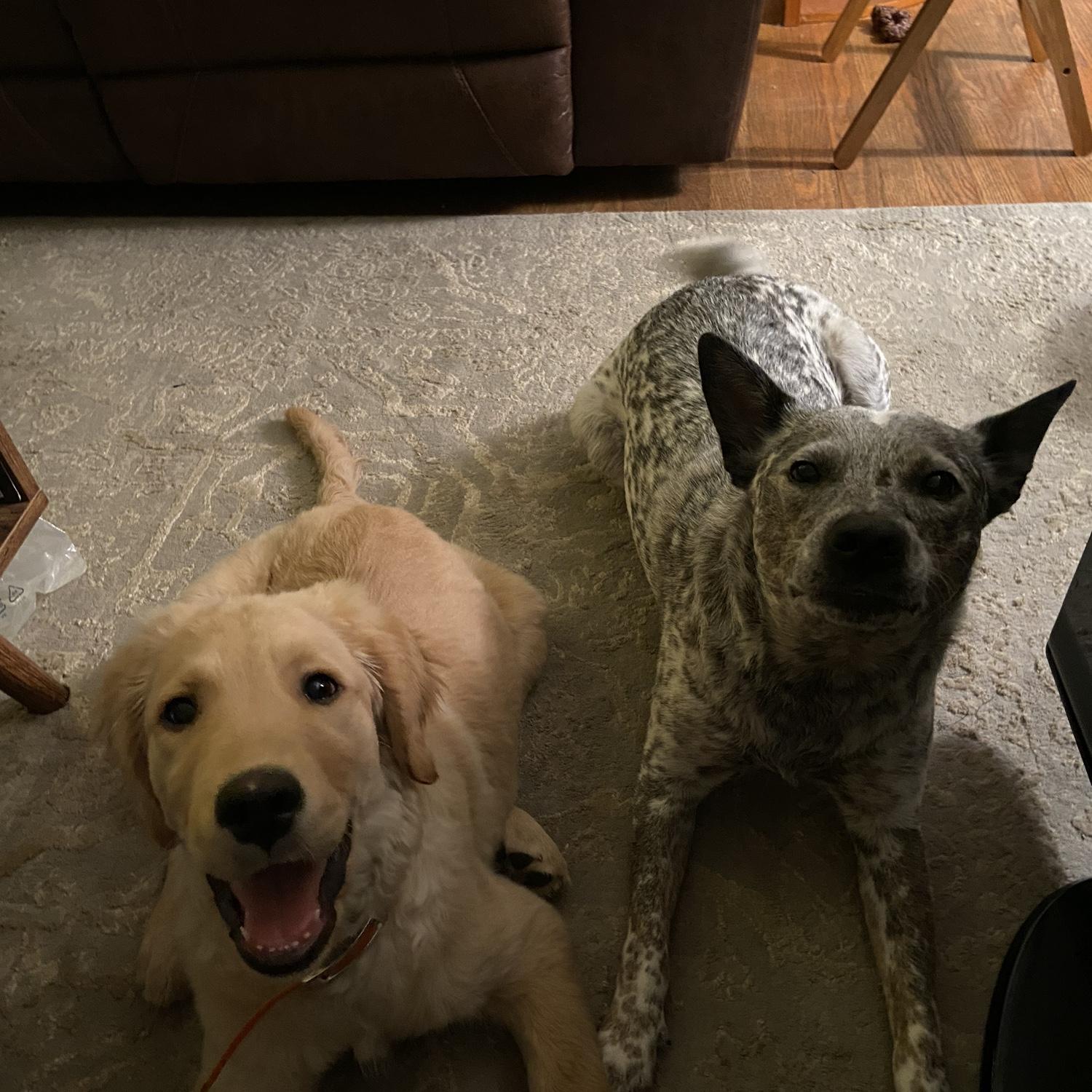 Bosephus & Ricky-Dicky-Doo