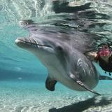 Swim with Dolphins at Dolphin Quest