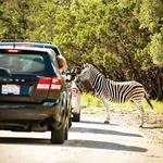 Natural Bridge Wildlife Ranch