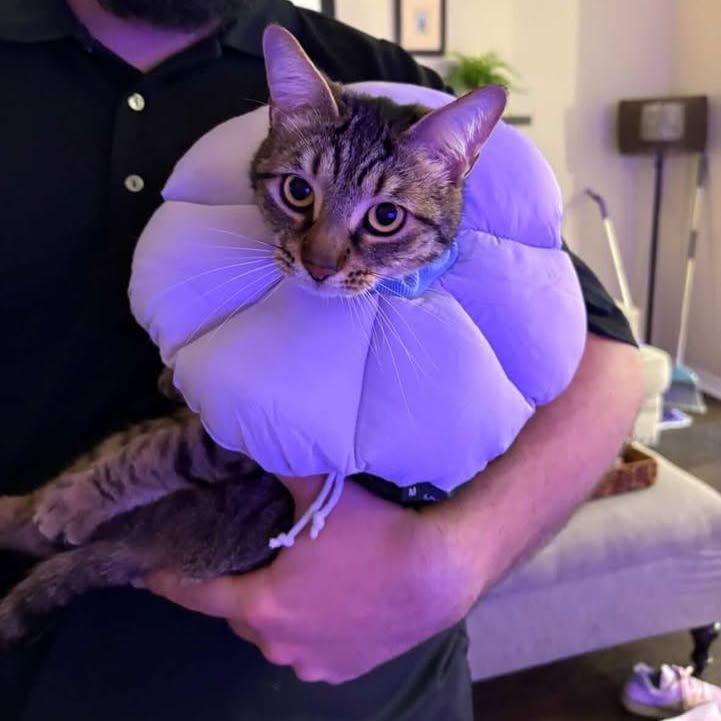 When mag got sick and needed to wear her cone of shame.