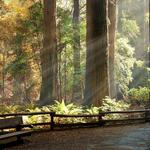 Muir Woods Redwoods