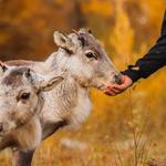 Feed Reindeer