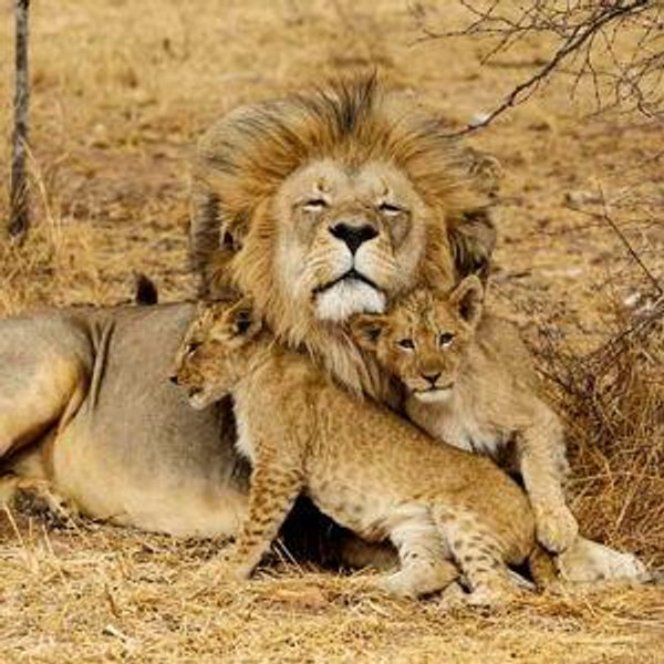 Honeymoon Fund: Safari in Tanzania