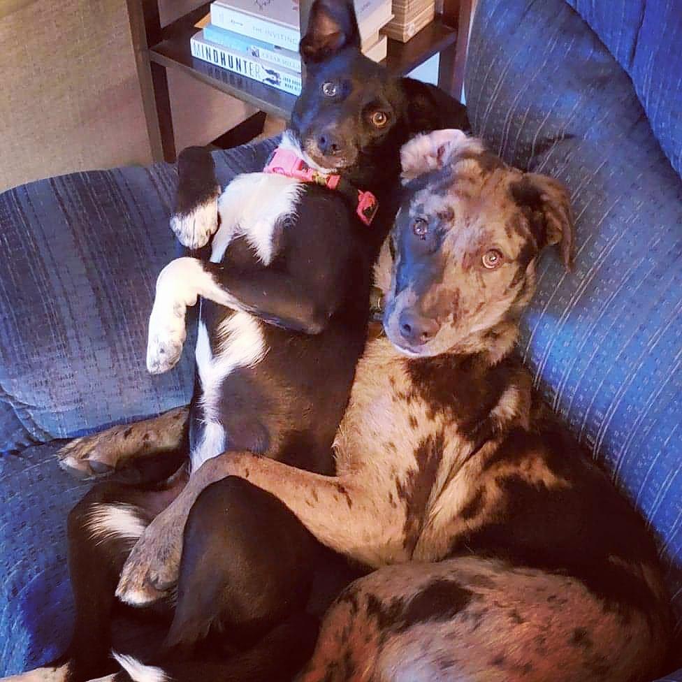 I just really want people to see my dogs