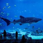 Aquarium Medellin / Parque Explora (Interactive Science Museum)