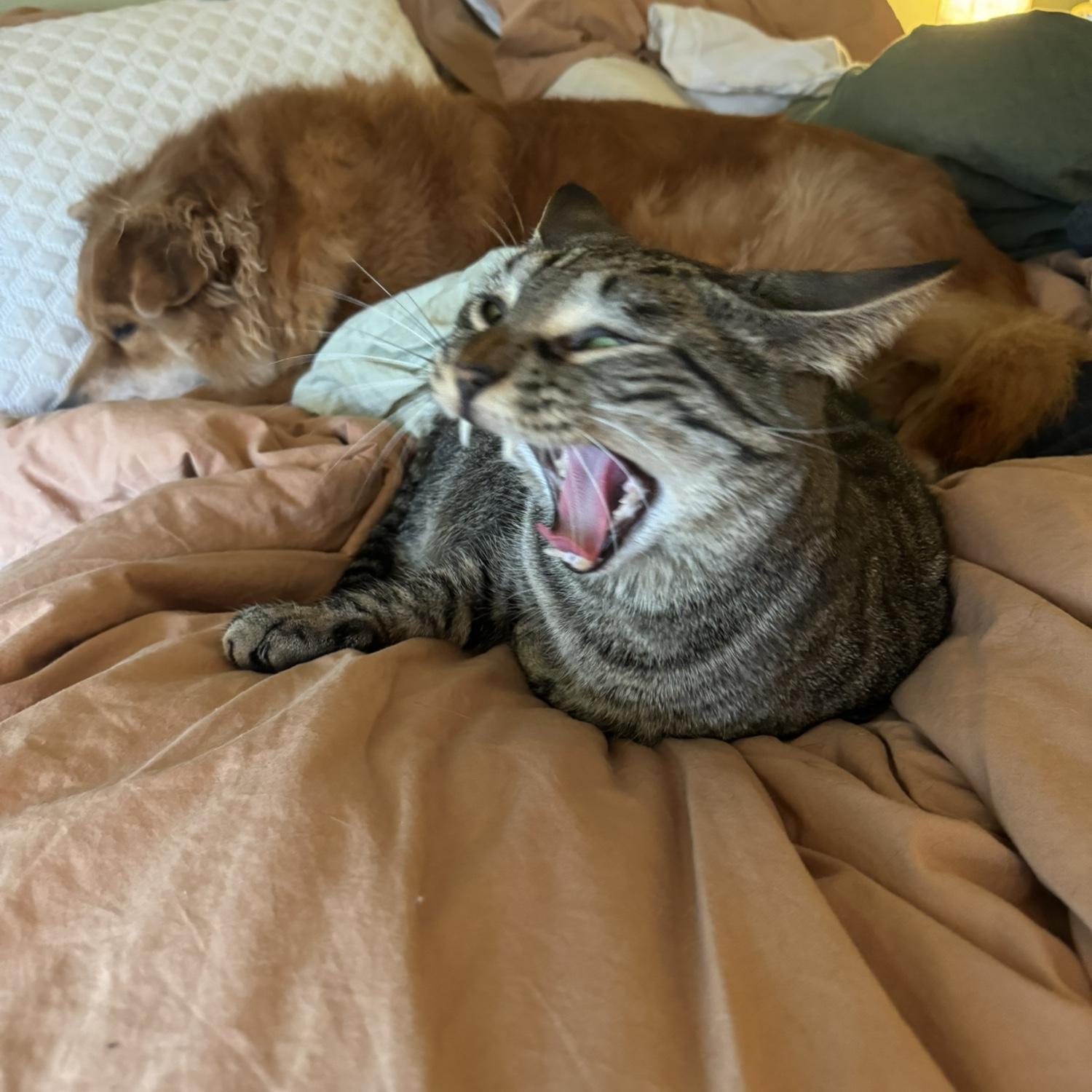 Our sweet children, Dinah and Eddie.