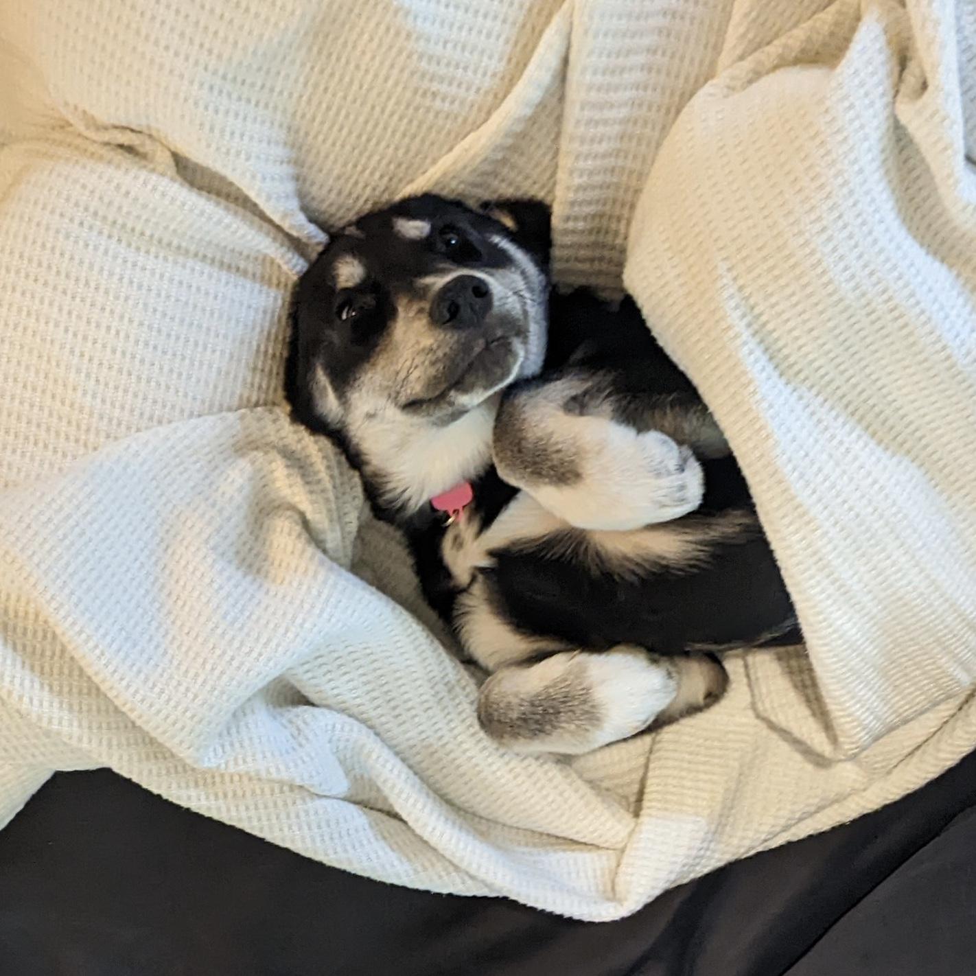In 2022 we made the mistake of going “just to look” at some puppies for adoption and met Freyja, so naturally we’ve had Freyja for two years now and she is the most spoiled princess in existence. 👑