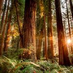 Armstrong Redwoods State Natural Reserve