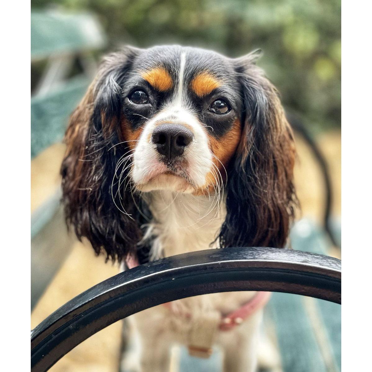 Our beautiful flower girl, Poppy!