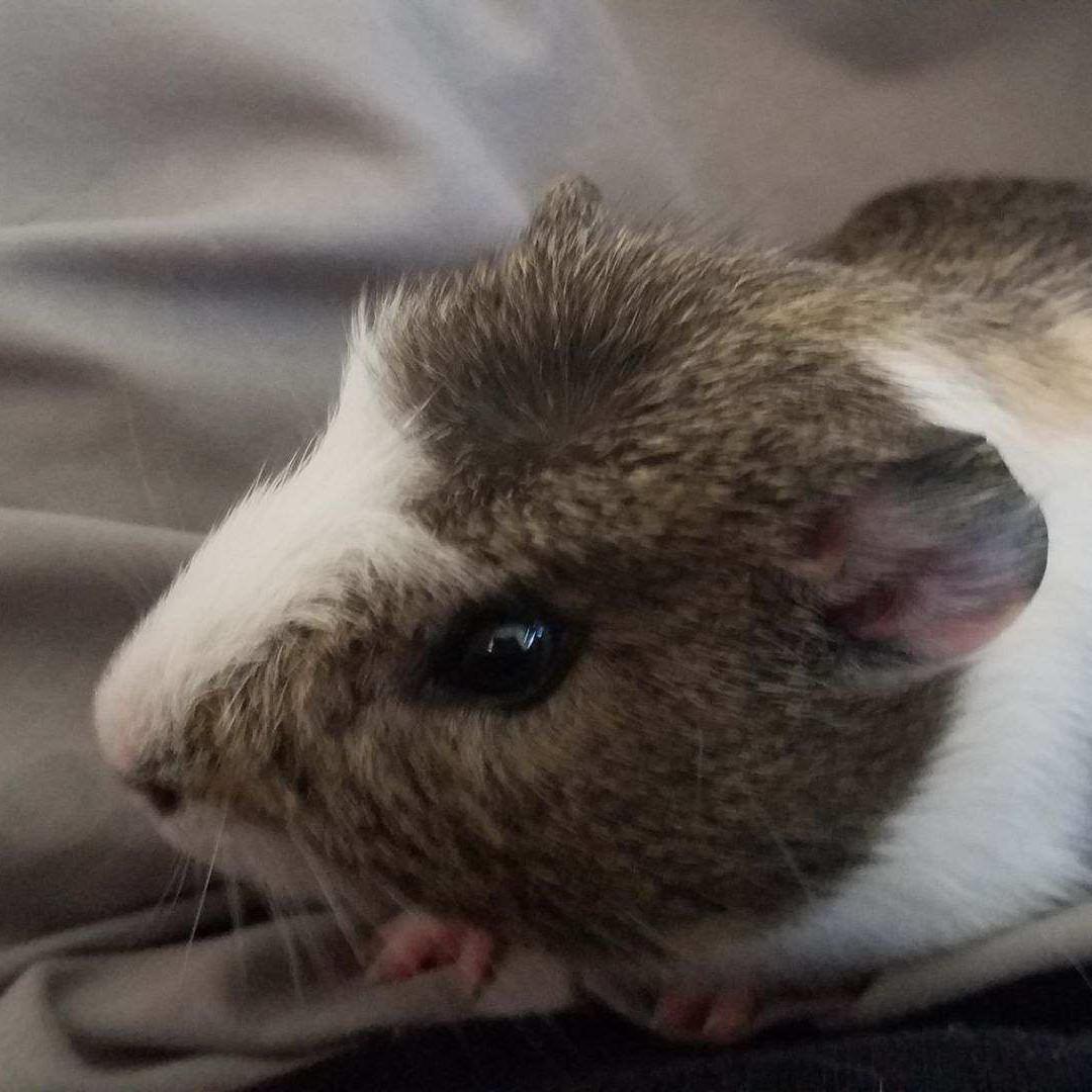 May 1st 2019
Our Guinea Baby Lemmiwinks