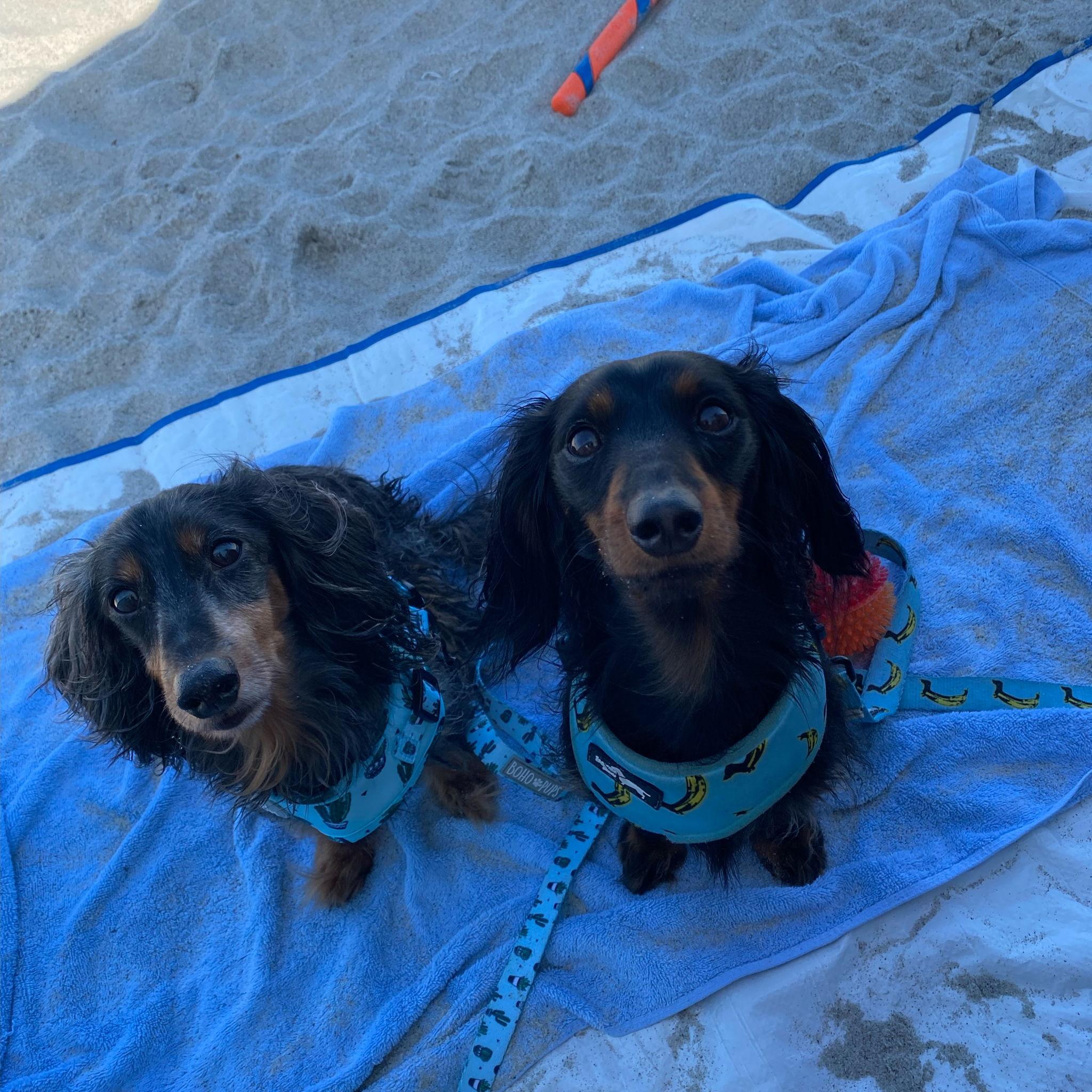 Beach day with our little Ring Bearers