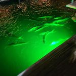 15th Street Fisheries