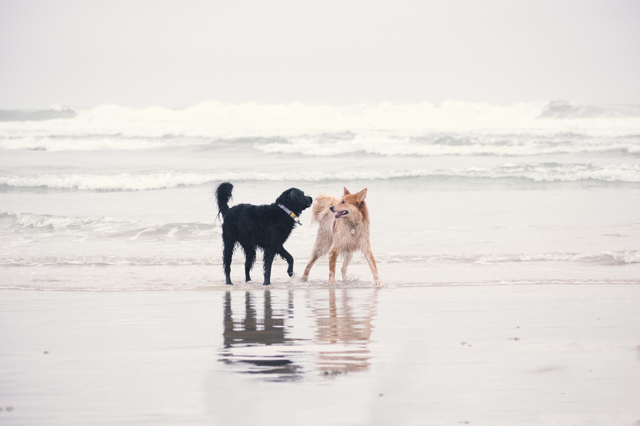 The Wedding Website of Alice Chen and Watson Yim