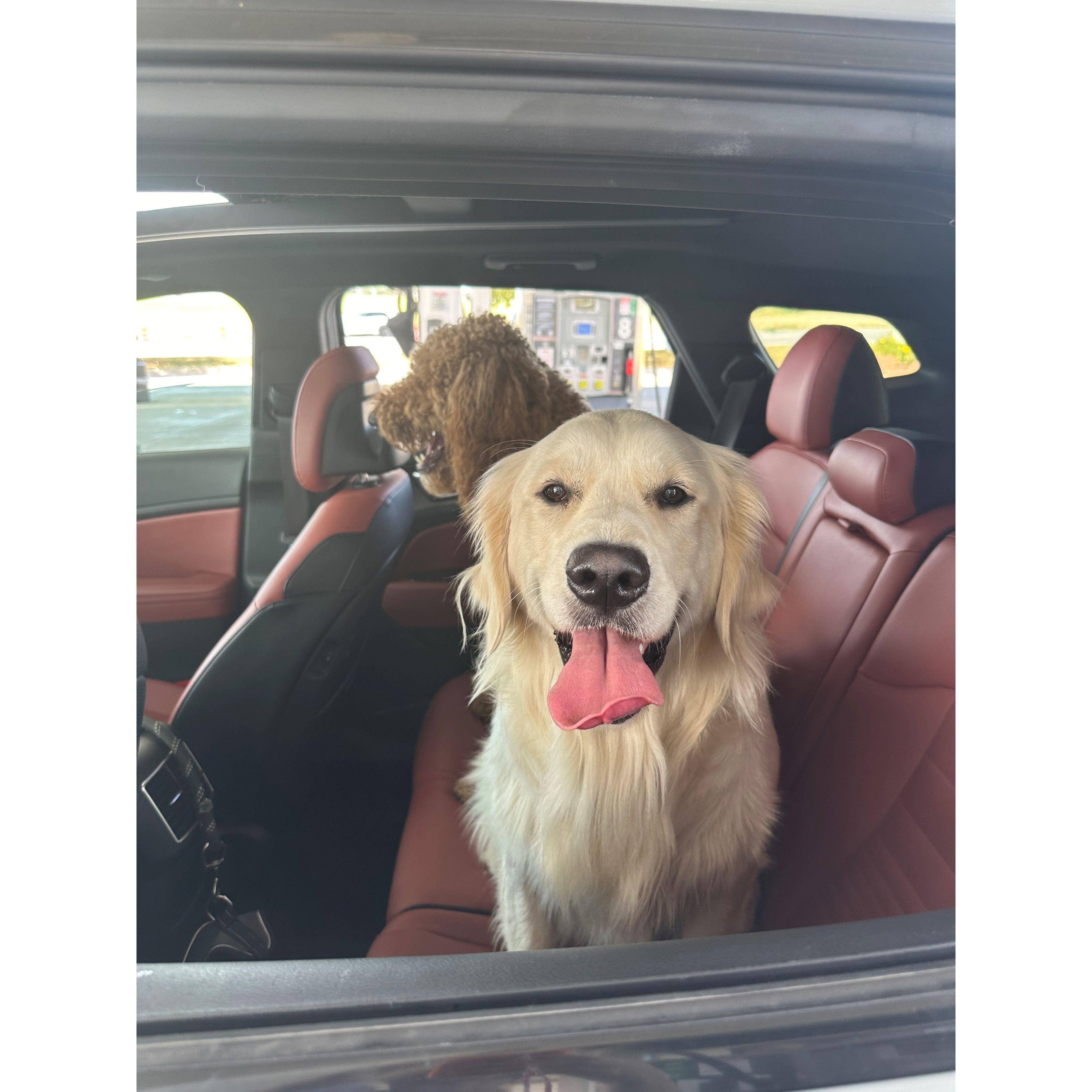 pup cup ride