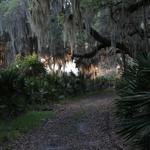 Spanish Moss Trail
