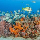 Pura Vida Divers
