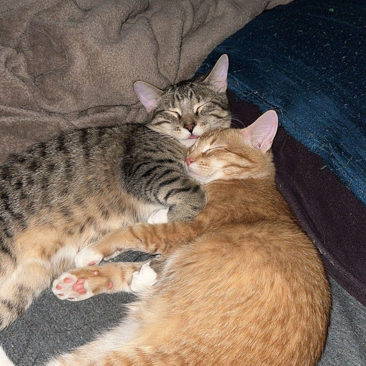 Charlie and Dee, the kittens Jacob and Alex got after moving in together