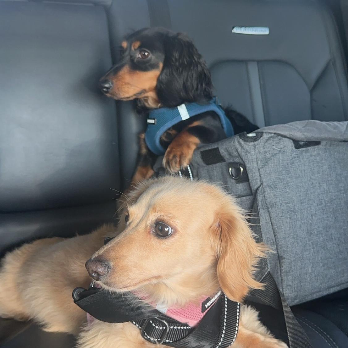Our beautiful fur babies who are everything to us & fill our home with so much laughter❤️
