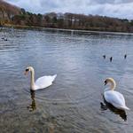 Talkin Tarn