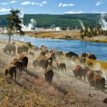 Yellowstone National Park