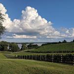 Blue Elk Vineyard