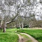 Sycamore Grove Park