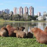 Parque Barigui