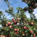 Lyman Orchards Apple Orchard & Sunflower Maze