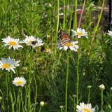 Dahlonega Butterfly Farm