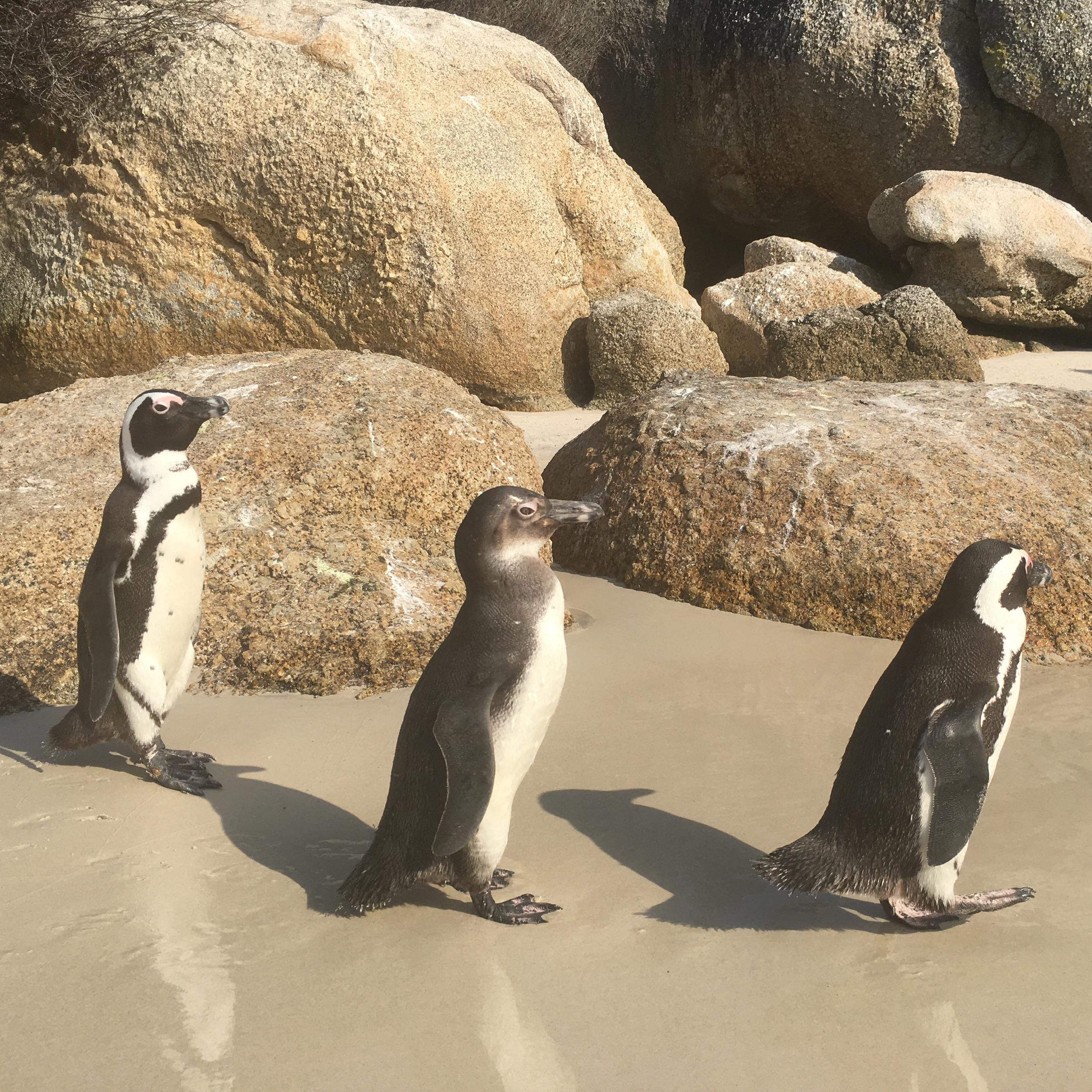 Antarctic Honeymoon fund