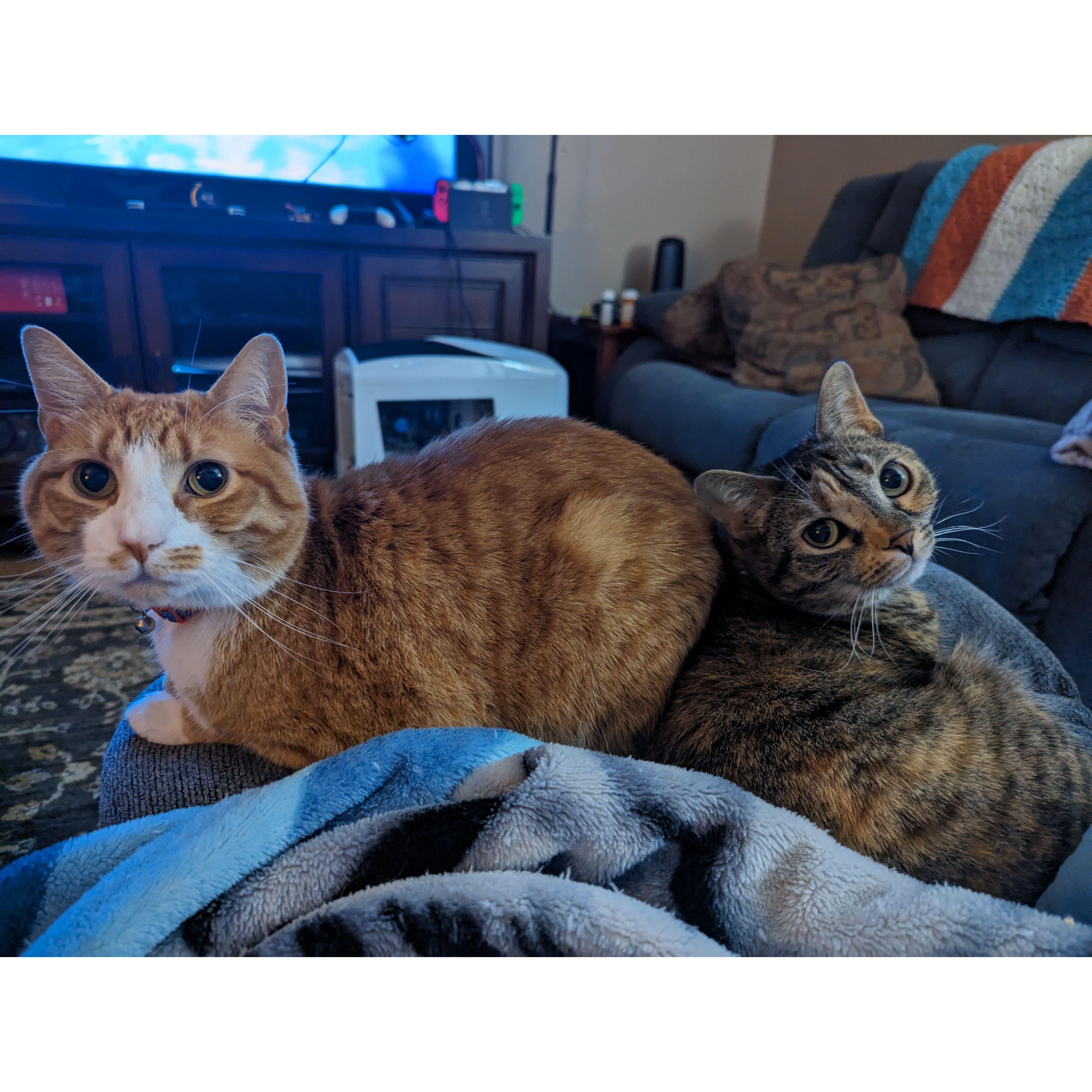 Here's the cat tax. Probably goes without saying, but they're not big travelers.