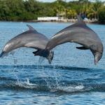 Encounters With Dolphins