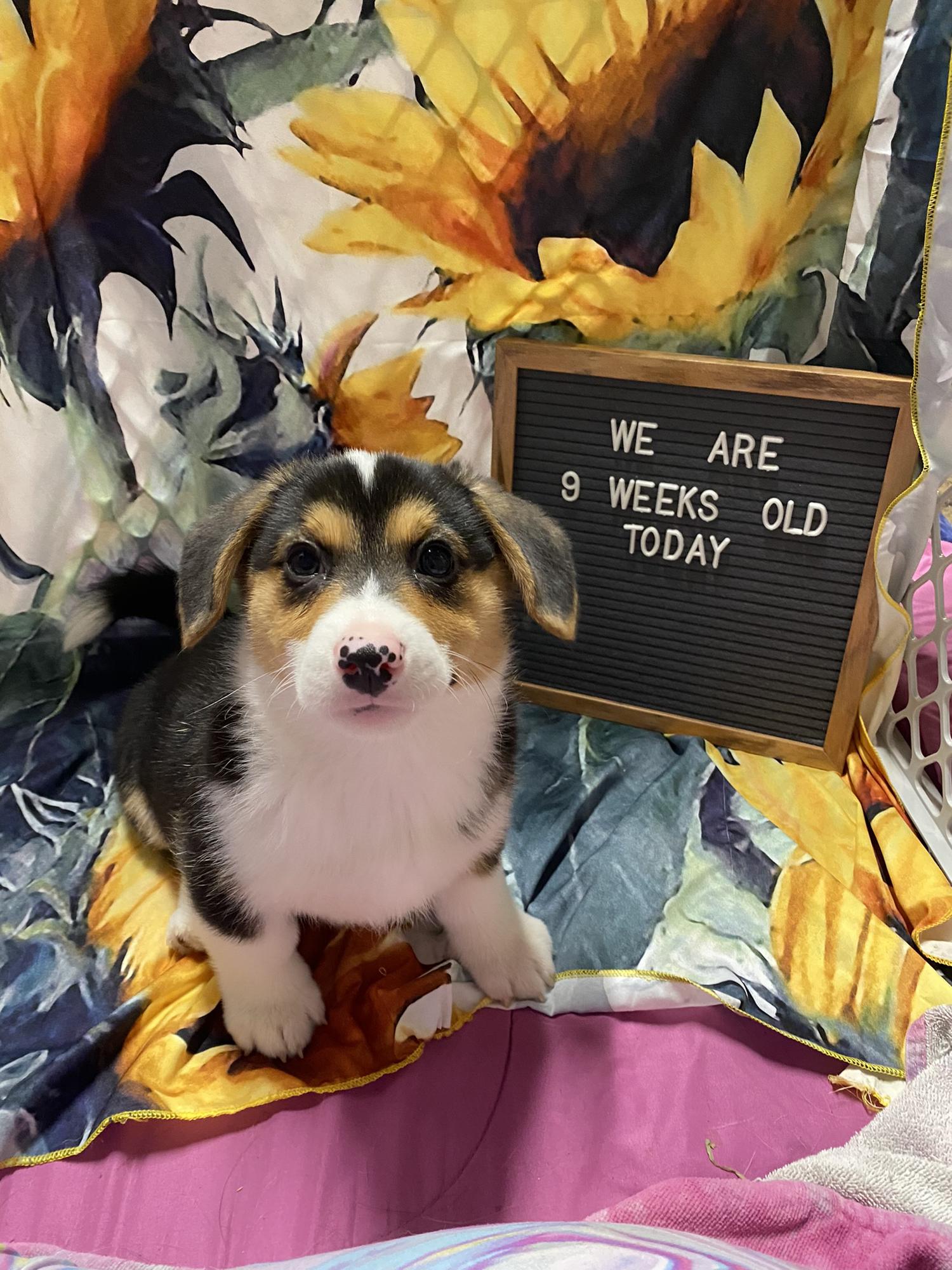 💜Piper💜 (Willows x Archie’s Puppy)