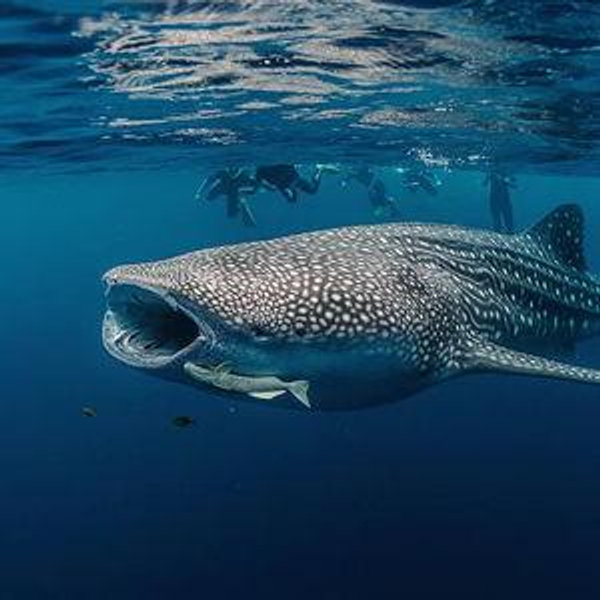 Swim With a Whale Shark