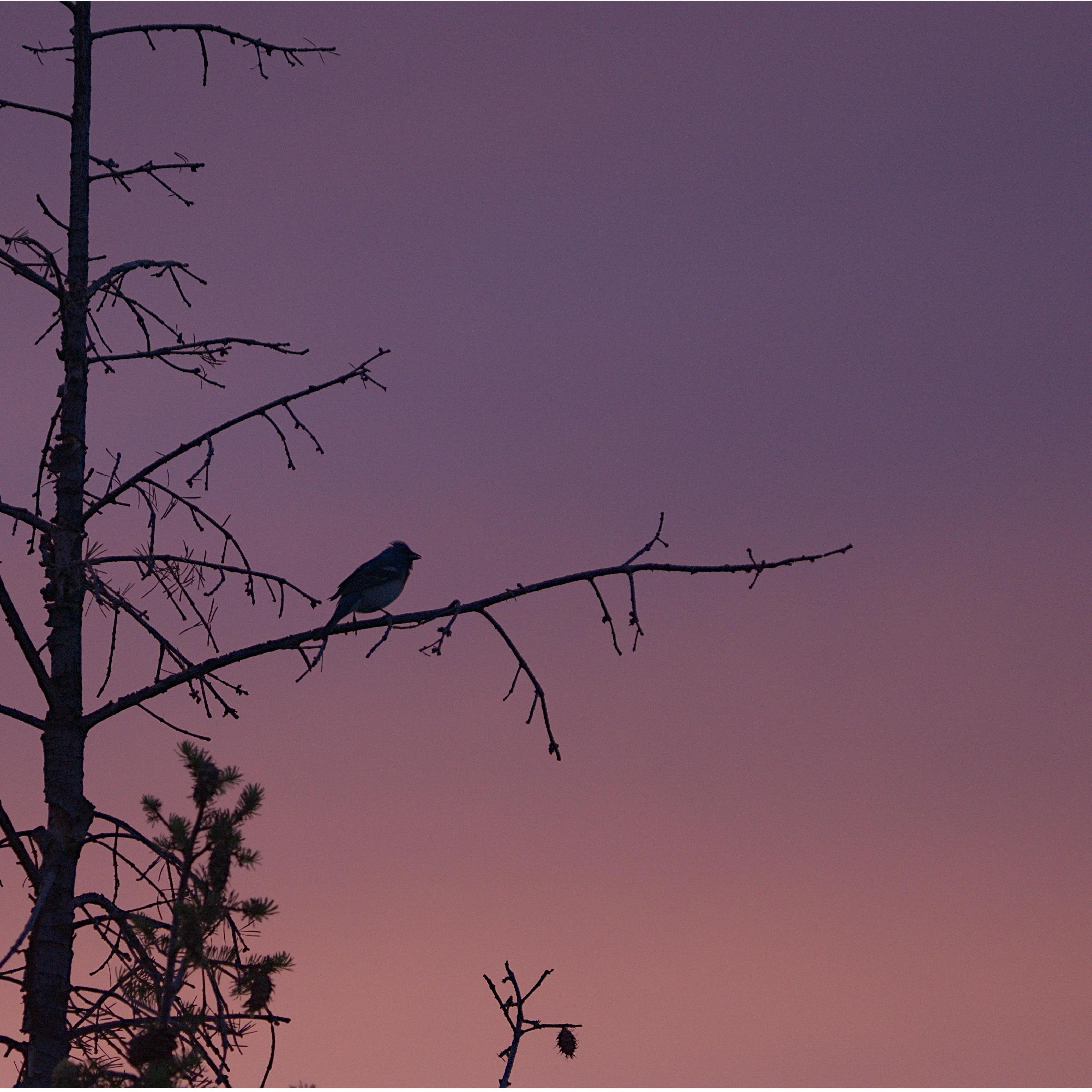 On our first "official" date. Kyle found a hike where Elisha could see a Lazuli Bunting for the first time!