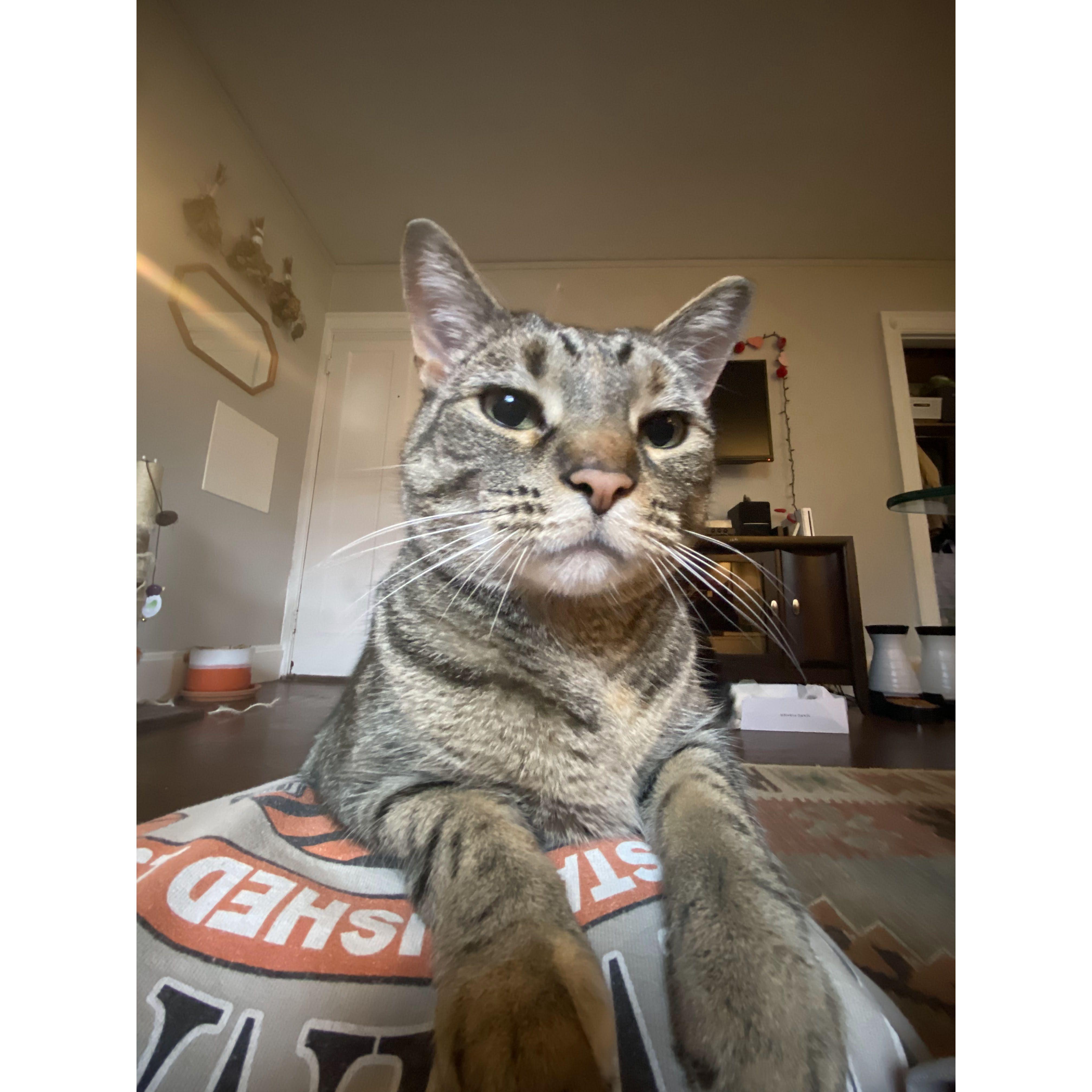 our cat - moose