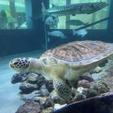 Gumbo Limbo Nature Center