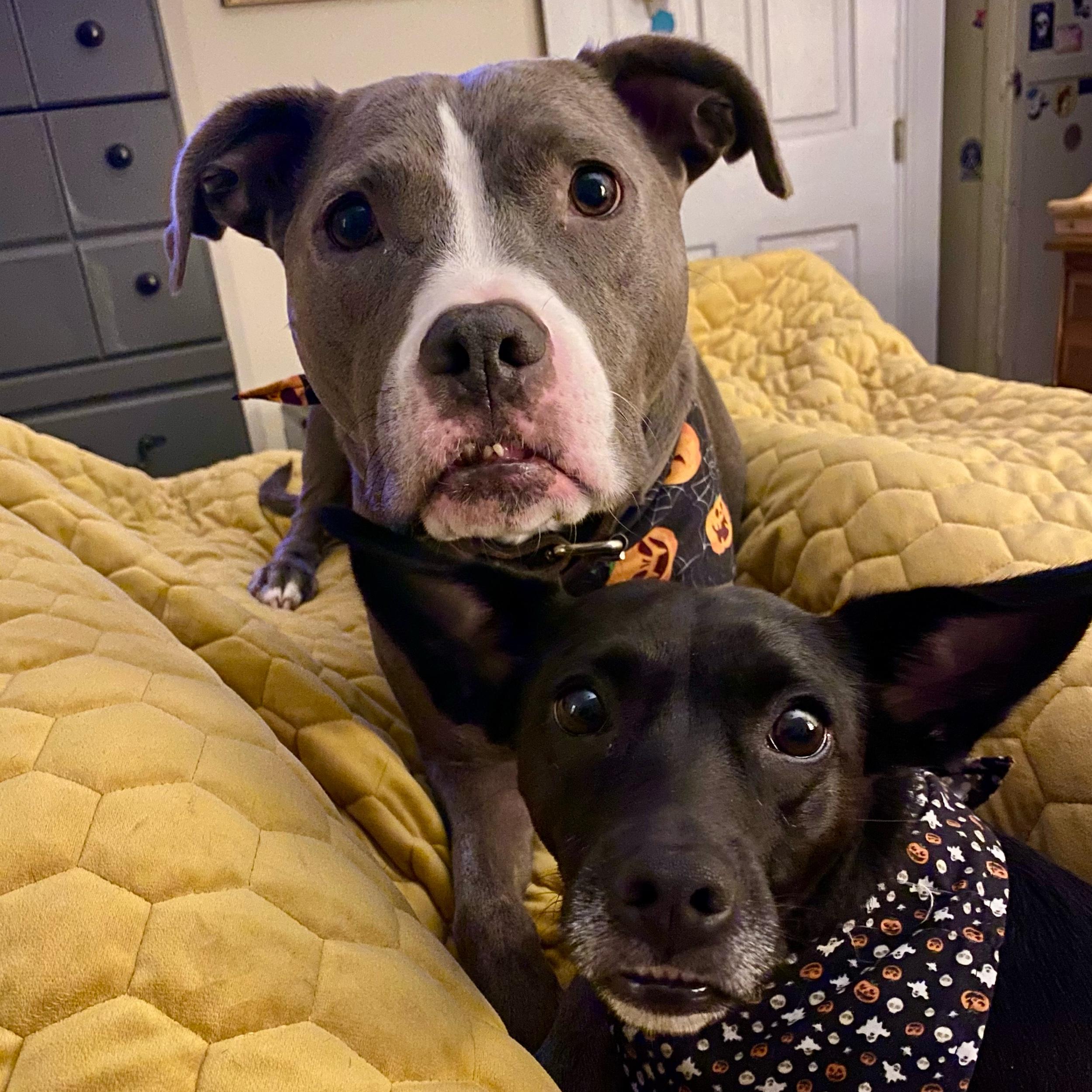 Pet Hotel For Our Honeymoon