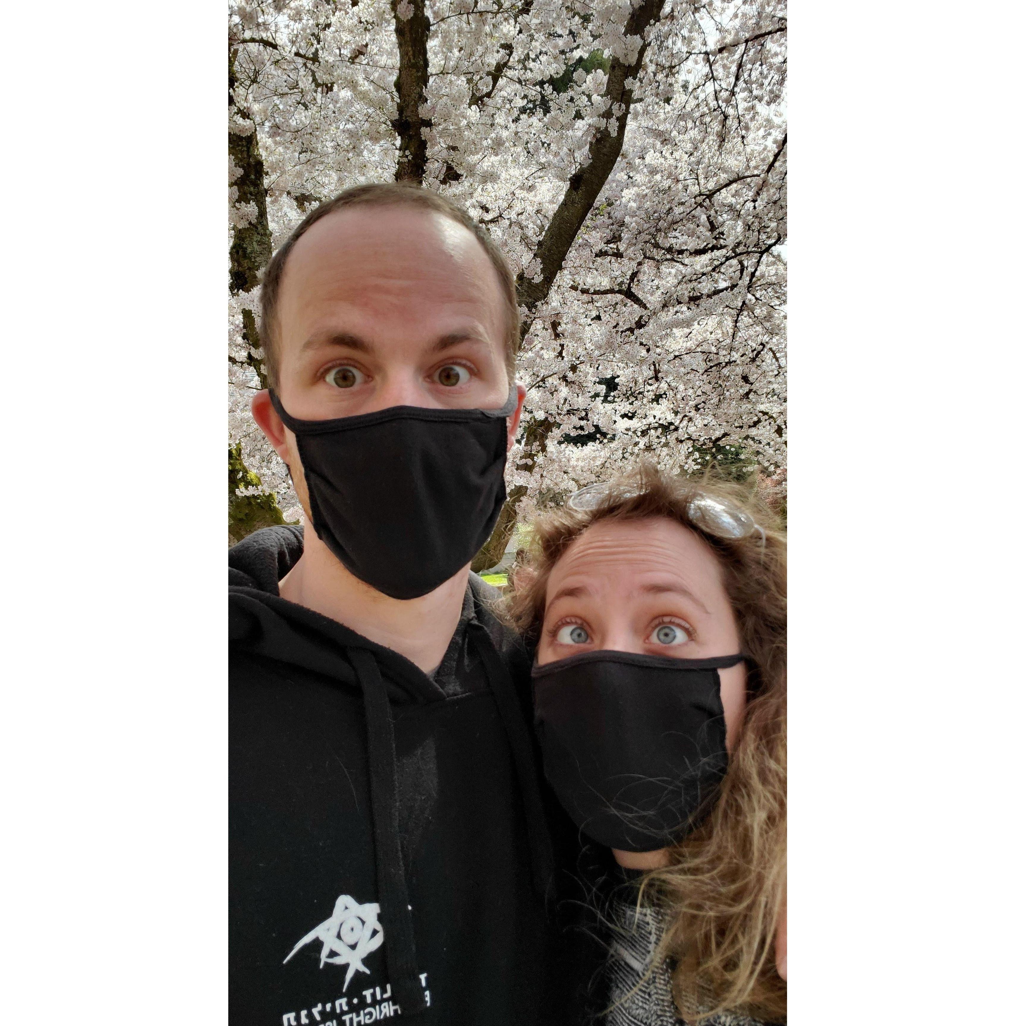 Cherry blossom season at UW