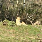 Woodland Park Zoo
